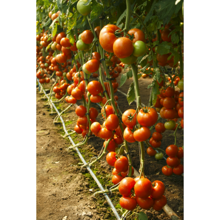 Seminte Profesionale Rijk Zwaan Tomate Attiya F Sem Agronomo