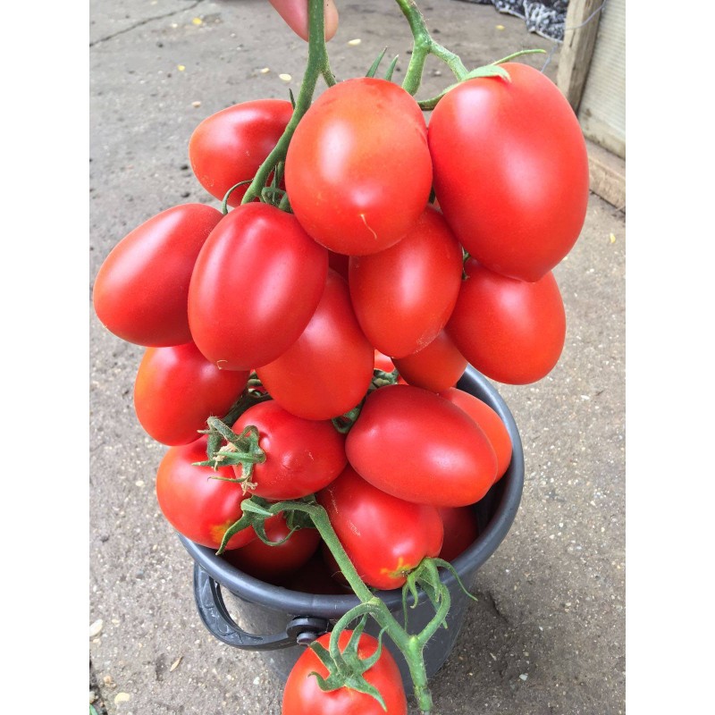 Seminte Profesionale Rijk Zwaan Tomate Giacomo F Sem Agronomo