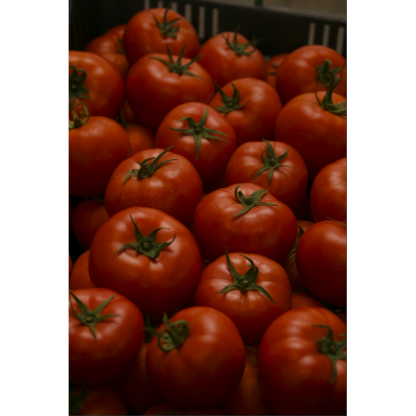 Seminte profesionale RIJK ZWAAN Tomate Abellus F1 100 sem - imagine 2