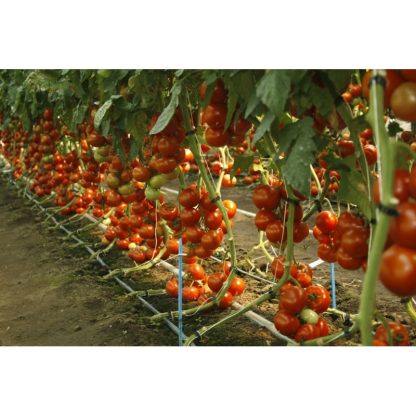 Seminte profesionale RIJK ZWAAN Tomate Alamina F1 100 sem - imagine 2