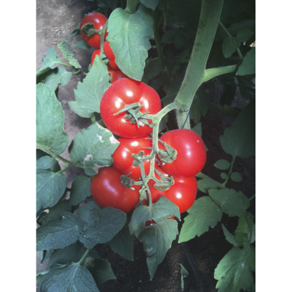 Seminte profesionale RIJK ZWAAN Tomate Petula F1 100 sem - imagine 2